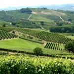 Vinice v Piemonte